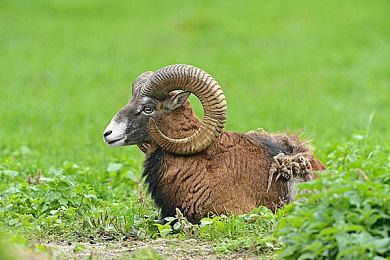 点击式解谜冒险游戏《做梦机器：决定版》Steam页面上线 不支持中文